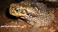 Bufo paracnemis - Rhinella schneideri 06